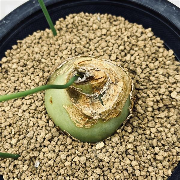 ミニ　蒼角殿鉢ごと全部！ ミニ 蒼角殿鉢ごと全部！ ミニ 蒼角殿鉢ごと全部！ - メルカリ