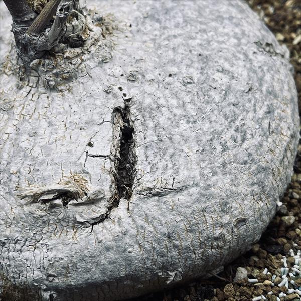 コーデックス：ピレナカンサ マルビフォリア*塊根幅15cm 現品！一品