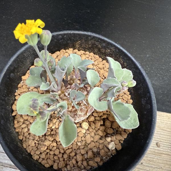 コーデックス：オトンナ ヘレー×アルミアナ 実生*M 幹幅4cm : 遊恵