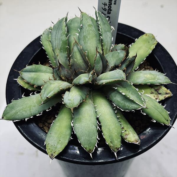 ☆特価☆多肉植物：アガベ チタノタ綴化*幅12cm 現品！一品限り