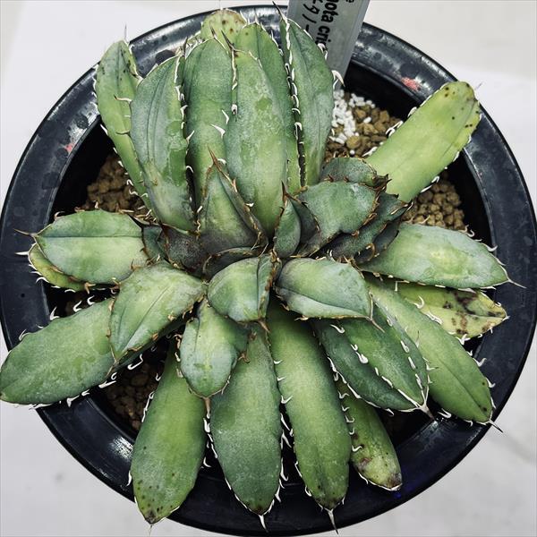 鉢植えアガベ チタノタ プランター多肉植物サボテンオテロイ陶器 IPFM-HAGI🏜️ | 地植えオアハカオテロイ🖐️ だんだん本気に