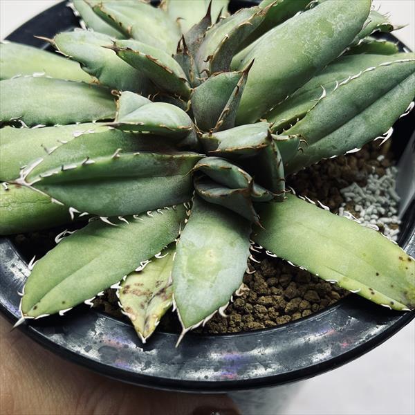 ☆特価☆多肉植物：アガベ チタノタ綴化*幅12cm 現品！一品限り