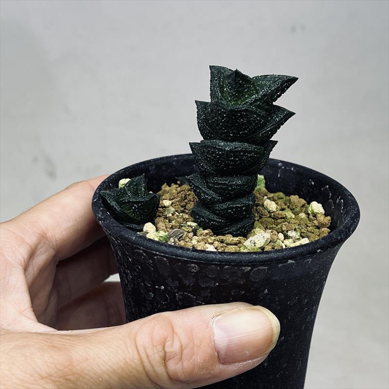 多肉植物：ハオルチア ニグラno.1 特丸葉ダルマタイプ*幅3cm 現品
