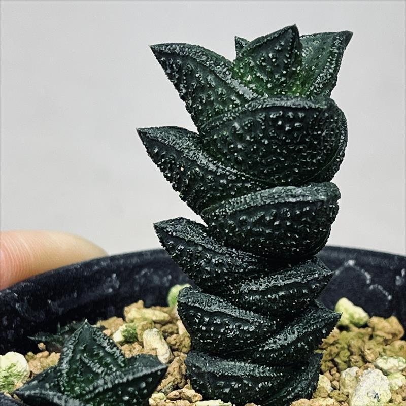 ハオルチア ニグラ 植物 ハオルシアニグラ | 多肉植物デイジーアンドビー