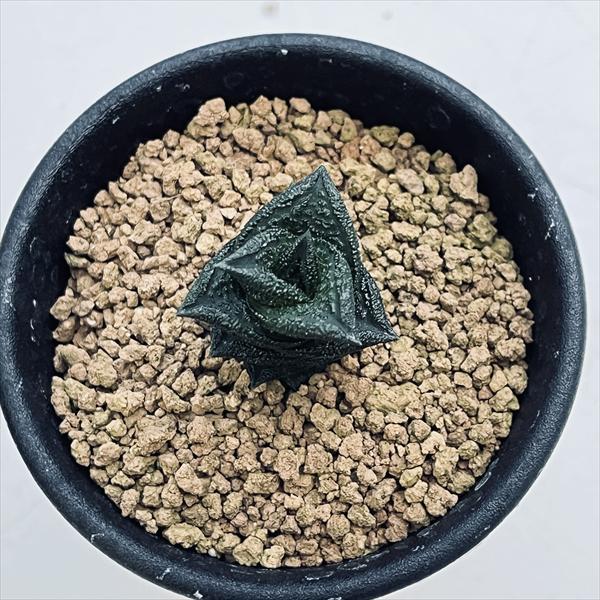 ☆特価☆多肉植物：ハオルチア ニグラno.1 特丸葉ダルマタイプ*幅3cm
