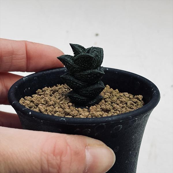☆特価☆多肉植物：ハオルチア ニグラno.1 特丸葉ダルマタイプ