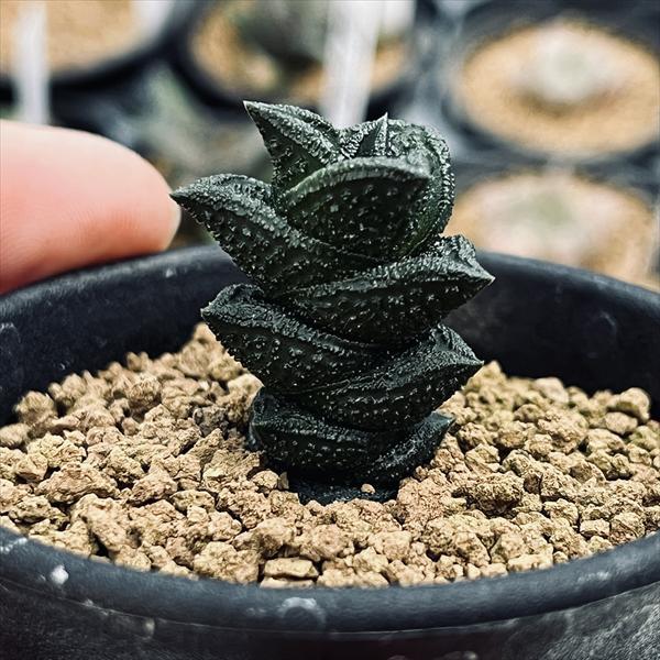 ☆特価☆多肉植物：ハオルチア ニグラno.1 特丸葉ダルマタイプ