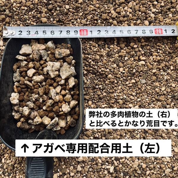 用土：アガベ 専用配合用土 14L*資材 : 遊恵盆栽 Yahoo!店 - 通販