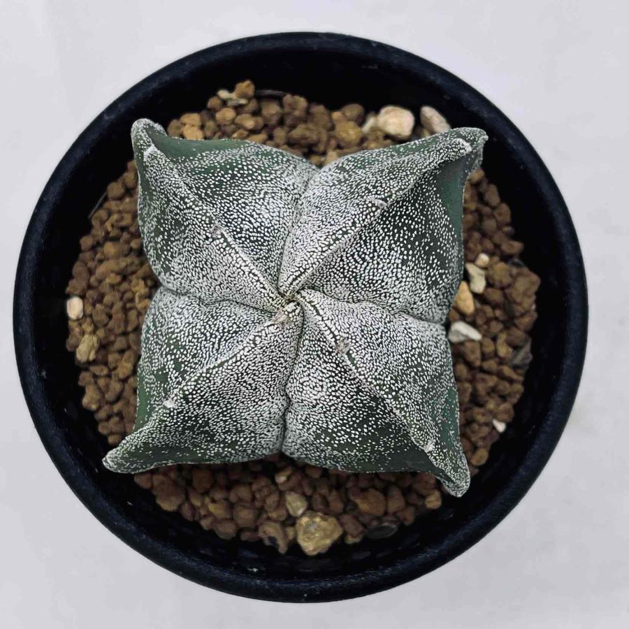 玉（ぎょく）製の蝉，#1 玉（ぎょく）製の蝉，#1 仿古玉蟬- 故宮