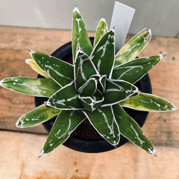 多肉植物：アガベ 笹の雪*幅15cm 現品！一品限り ※下葉に痛みあり