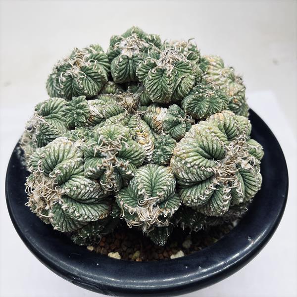 サボテン：アズテキウム 花籠（はなかご）*幅11cm 現品 一品限り
