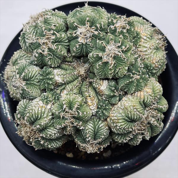 サボテン：アズテキウム 花籠（はなかご）*幅11cm 現品 一品