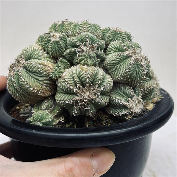 サボテン：アズテキウム 花籠（はなかご）*幅11cm 現品 一品