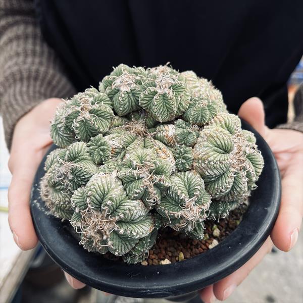 サボテン:アズテキウム 花籠(はなかご)*幅11cm 現品 一品 サボテン:アズテキウム 花籠(はなかご)*幅11cm 現品 一品
