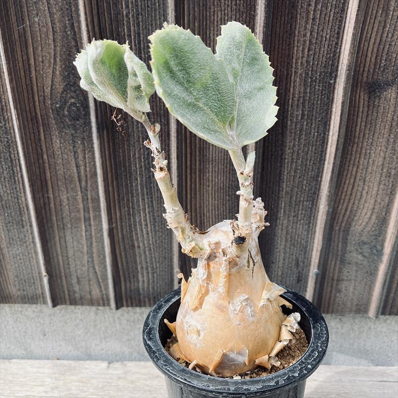 キフォステンマ　セイチアナ コーデックス：キフォステンマ セイチアナ*枝幅9cm 現品！一品限り