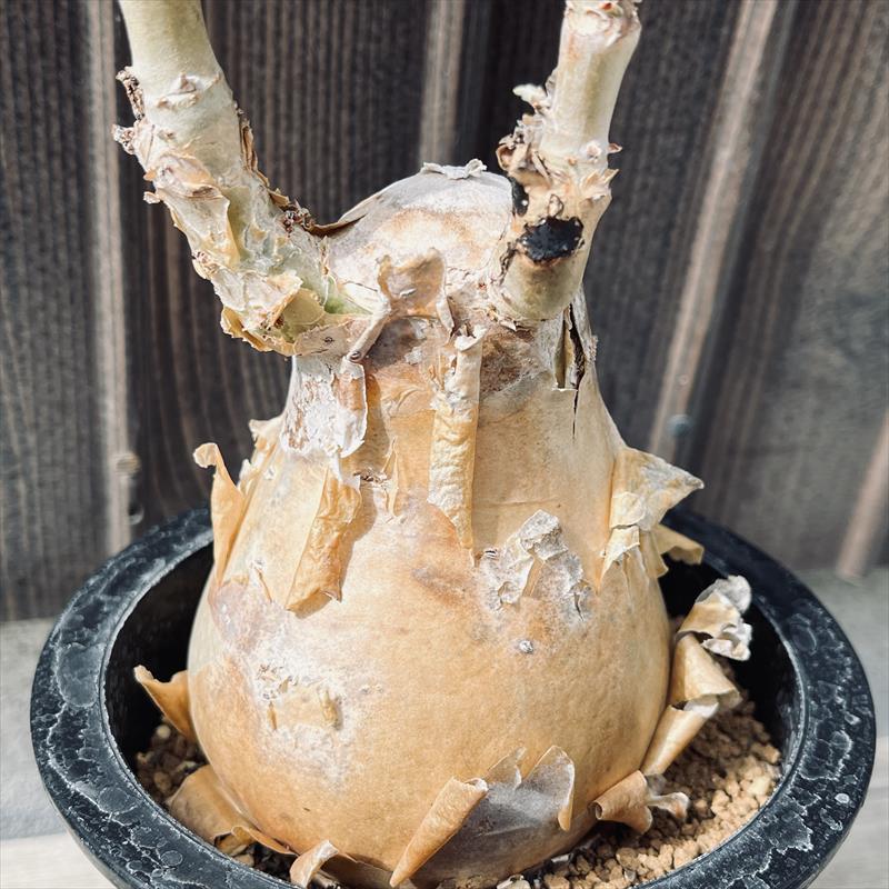 コーデックス:キフォステンマ セイチアナ*枝幅9cm 現品!一品 コーデックス:キフォステンマ セイチアナ*枝幅9cm 現品!一品