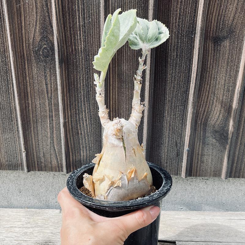 コーデックス：キフォステンマ　セイチアナ*枝幅9ｃｍ　現品！一品限り｜y-bonsai｜05