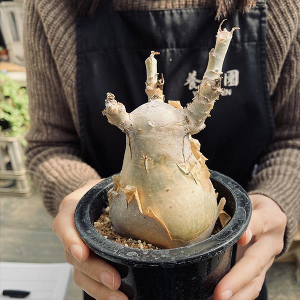 コーデックス:キフォステンマ セイチアナ*枝幅9cm 現品!一品 コーデックス:キフォステンマ セイチアナ*枝幅9cm 現品!一品