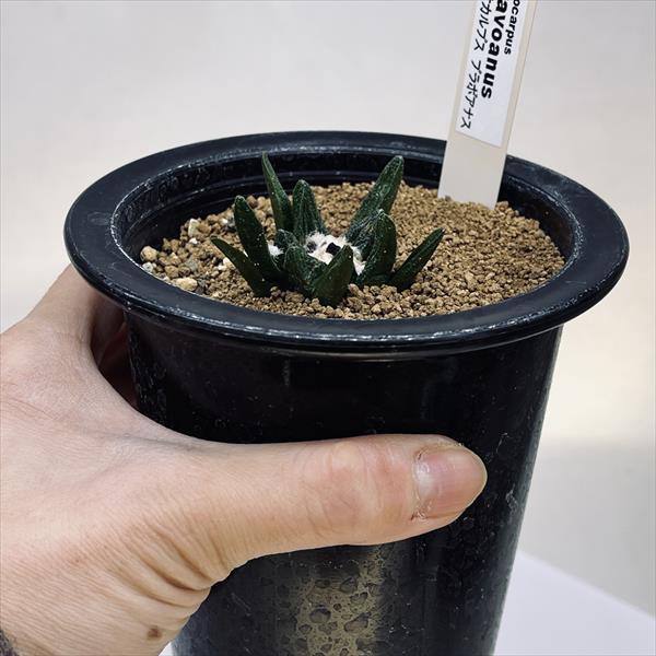 サボテン：アリオカルプス ブラボアナス 実生*幅4cm 現品！一品限り