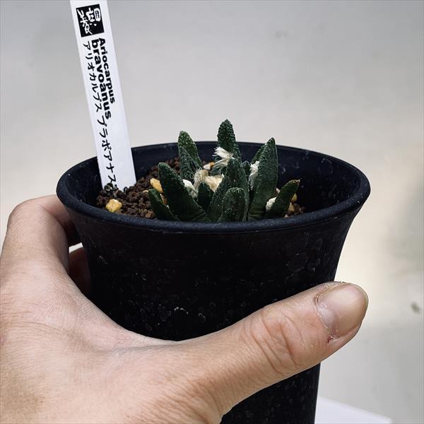 サボテン：アリオカルプス ブラボアナス 実生*幅4.5cm 現品！一品