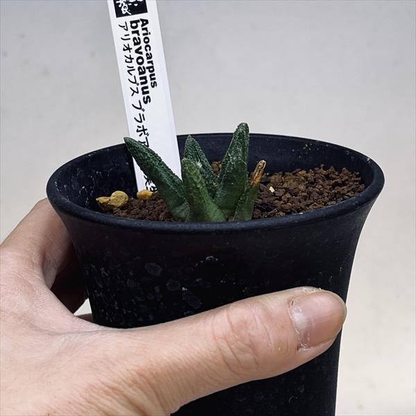 サボテン：アリオカルプス ブラボアナス 実生*幅3.5cm 現品！一品