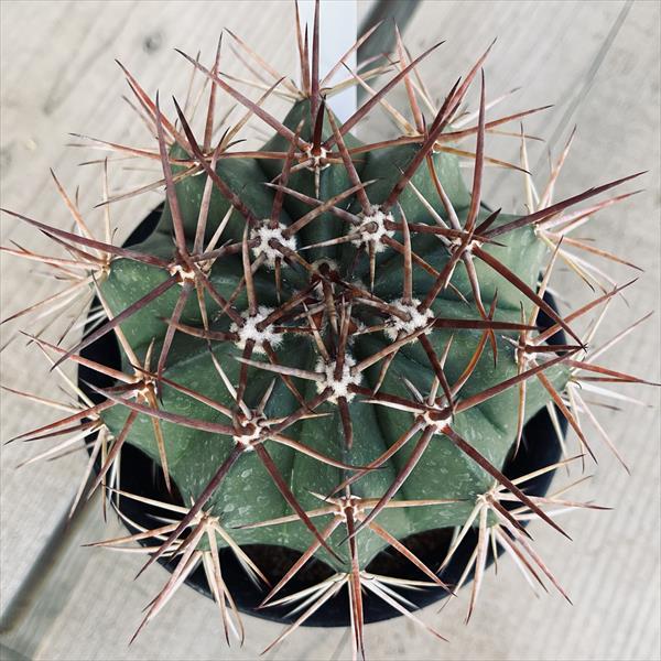 サボテン：メロカクタス マタンザナス 月光雲 実生*幅11cm : 遊恵