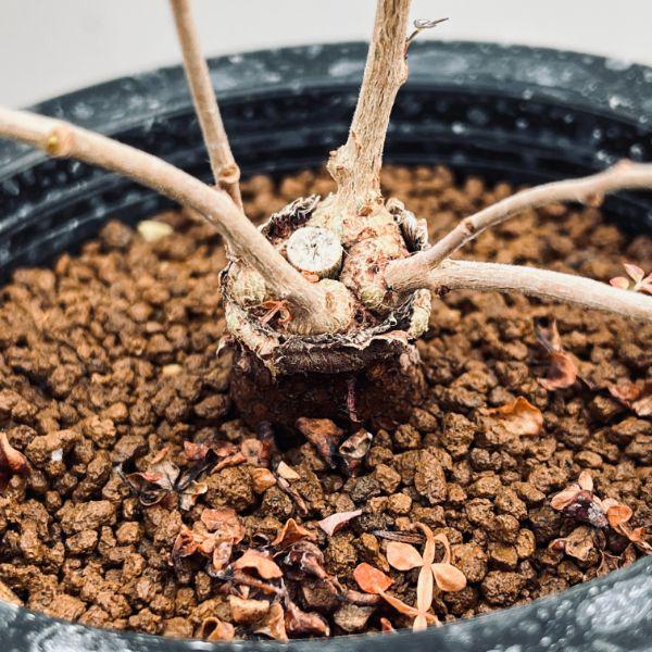 【実生】オペルクリカリア パキプス グラキリス アガベ デカリー 根挿し 実生】オペルクリカリア パキプス グラキリス アガベ デカリー 根挿し