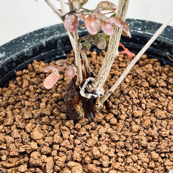 コーデックス：オペルクリカリア デカリー 根挿し*全幅13cm 現品