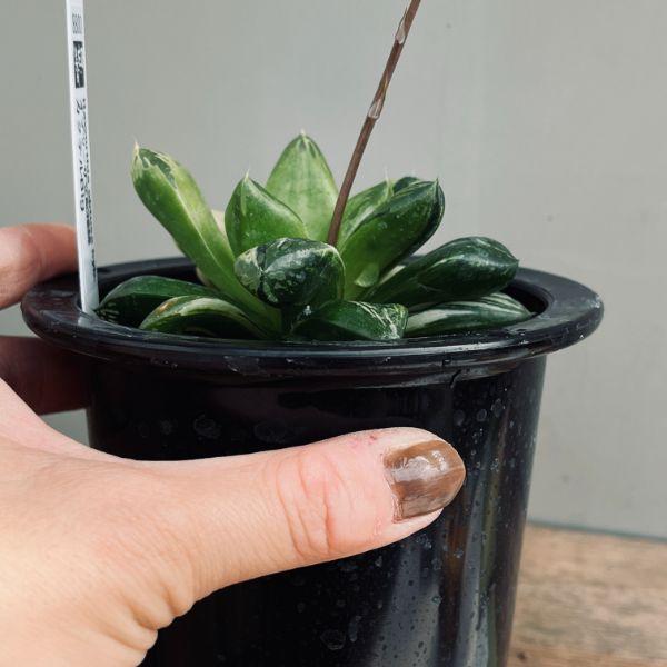 多肉植物：ハオルチア オブツーサ交配種錦 カクテルBig*幅8.5cm 現品