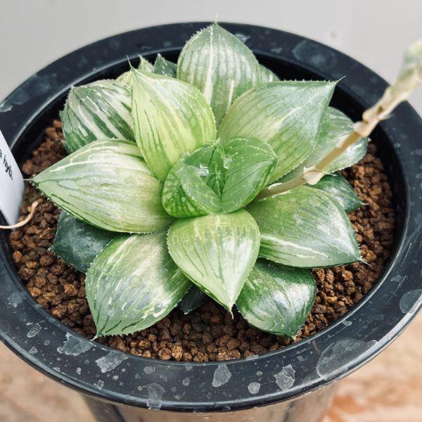多肉植物：ハオルチア オブツーサ交配美種 ミッドナイト錦*幅8cm