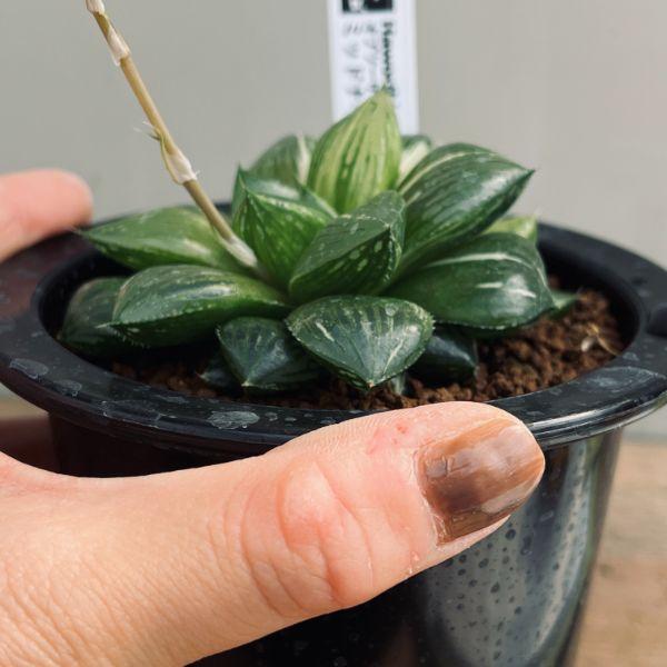 多肉植物：ハオルチア オブツーサ交配美種 ミッドナイト錦*幅8cm