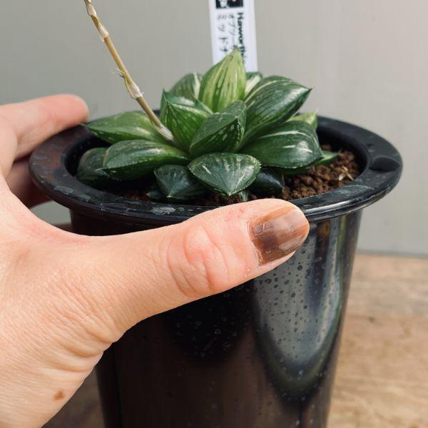 多肉植物：ハオルチア オブツーサ交配美種 ミッドナイト錦*幅8cm