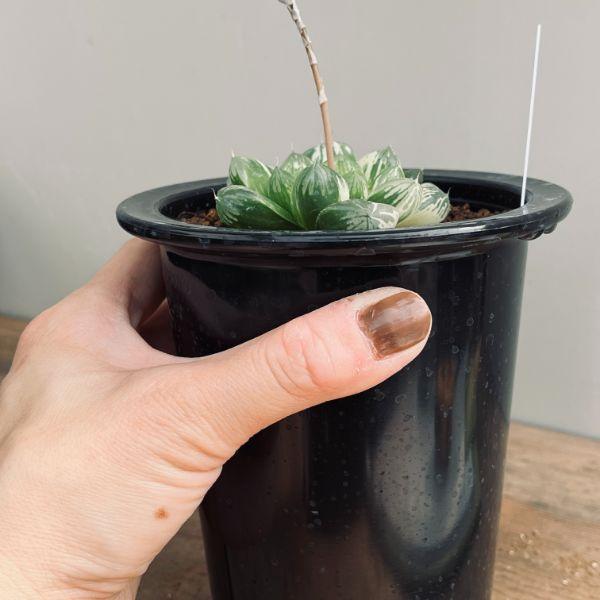 多肉植物：ハオルチア 特大グリーンオブツーサ マックス錦*幅6cm