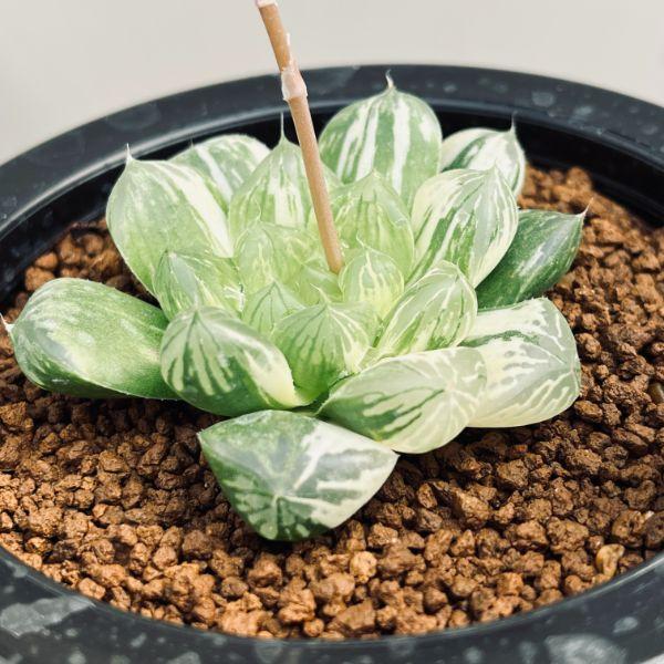 多肉植物：ハオルチア 特大グリーンオブツーサ マックス錦*幅6cm