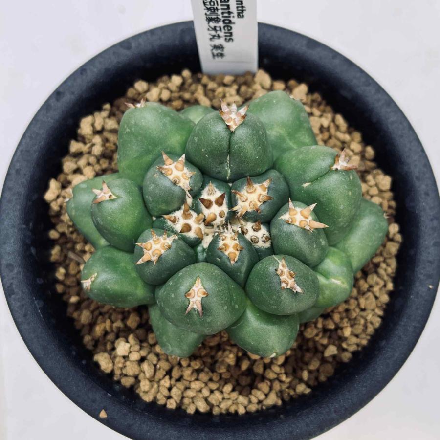 サボテン：コリファンタ 短刺象牙丸*幅7.5cm 現品！一品限り : 遊恵