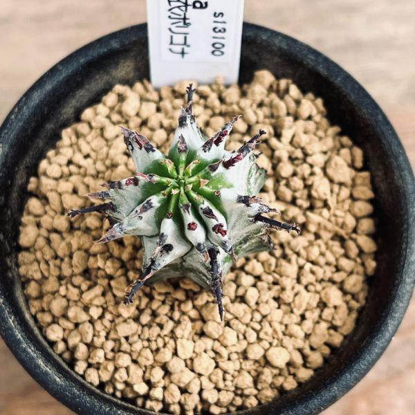 多肉植物：ユーフォルビア 白衣ポリゴナ*幅3cm : 遊恵盆栽 Yahoo!店