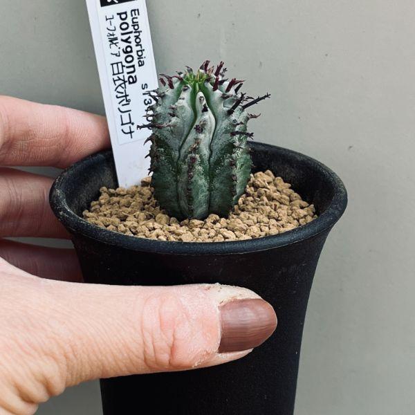多肉植物：ユーフォルビア 白衣ポリゴナ*幅3cm : 遊恵盆栽 Yahoo!店