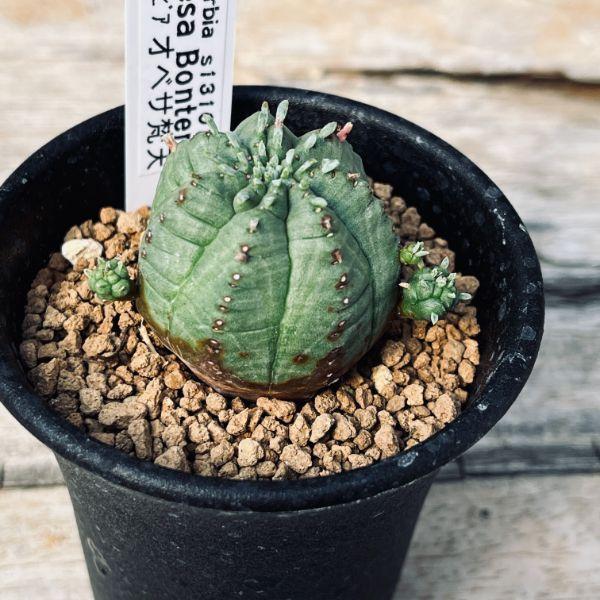 多肉植物：ユーフォルビア オベサ梵天*幅3.5cm : 遊恵盆栽 Yahoo!店