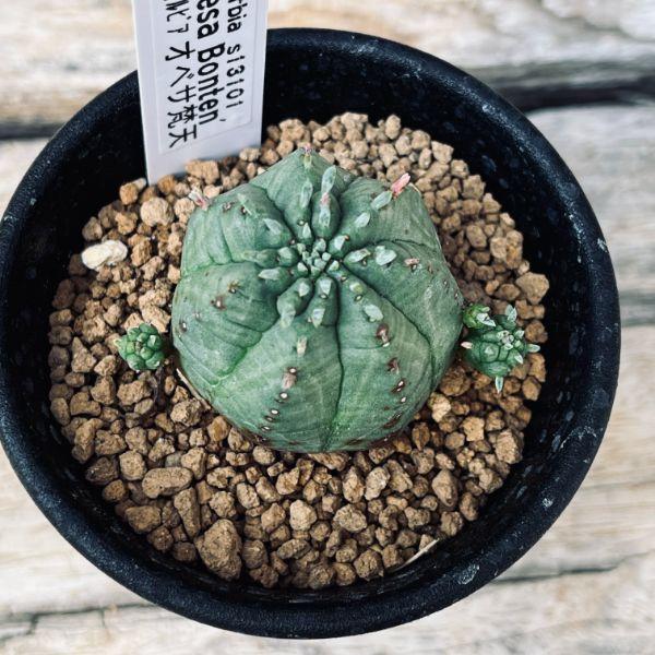 多肉植物：ユーフォルビア オベサ梵天*幅3.5cm : 遊恵盆栽 Yahoo!店