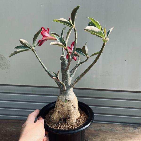 コーデックス：アデニウム 実生*葉幅25cm 現品！一品限り