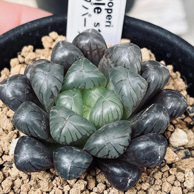 多肉植物：ハオルチア オブツーサ ディープパープル*幅4.5cm : 遊恵