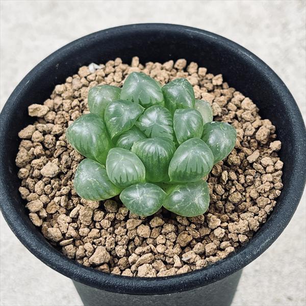 多肉植物：ハオルチア 特選トルンカータ*幅3.5cm : 遊恵盆栽 Yahoo