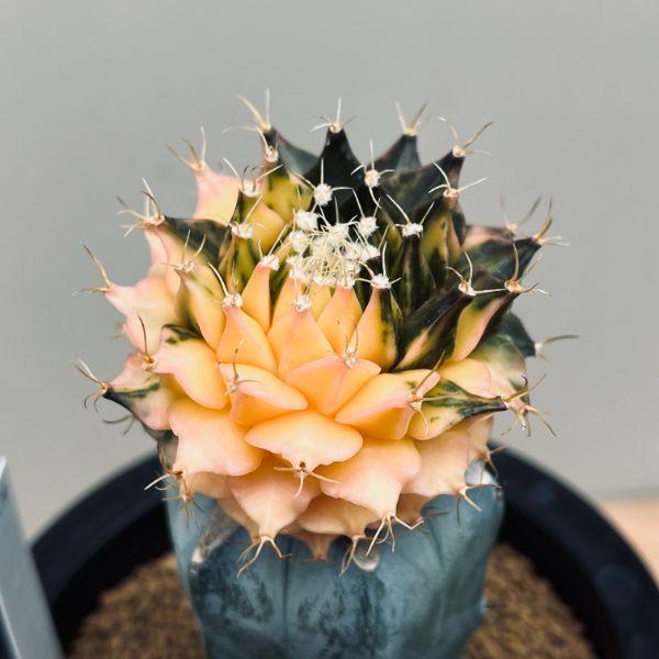 サボテン：オブゴレニア 帝冠錦 ツギ*幅5cm 現品！一品限り : 遊恵盆栽