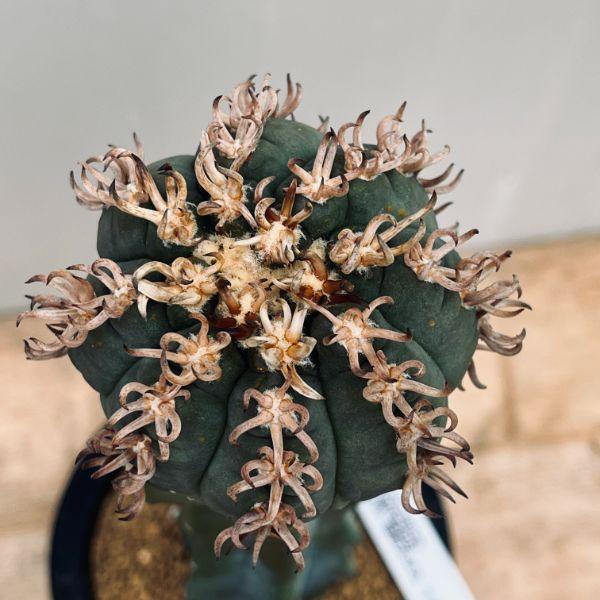 サボテン：ギムノカリキウム 短刺天平丸 ツギ*幅7cm 現品！一品