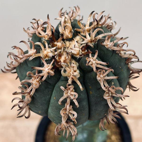 サボテン:ギムノカリキウム 短刺天平丸 ツギ*幅7cm 現品!一品 サボテン:ギムノカリキウム 短刺天平丸 ツギ*幅7cm 現品!一品