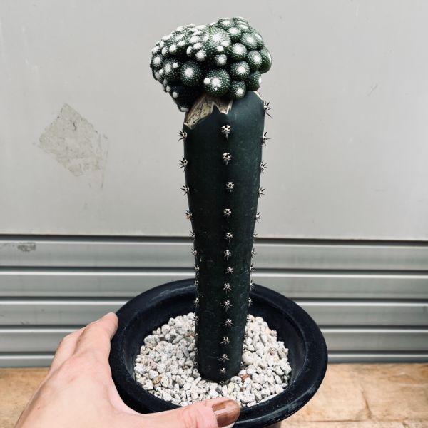 サボテン：ブロスフェルディア 松露玉 ツギ*幅7cm 現品 一品限り
