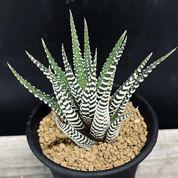 多肉植物：ハオルチア 十二の巻*L 幅8cm : 遊恵盆栽 Yahoo!店 - 通販