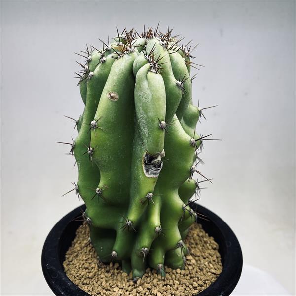 サボテン：セレウス 岩石獅子*幅9cm 現品！一品限り ※傷あり : 遊恵
