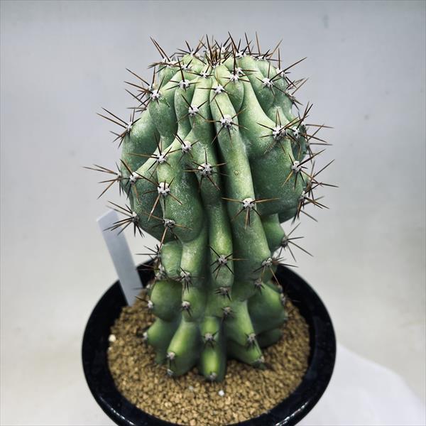 サボテン：セレウス 岩石獅子*幅9cm 現品！一品限り : 遊恵盆栽