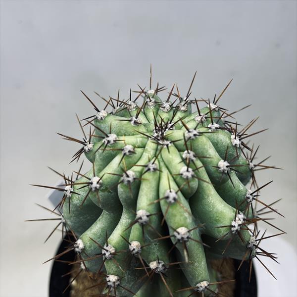 岩石獅子 楽天市場】サボテン：セレウス 岩石獅子*幅9cm 現品！一品限り